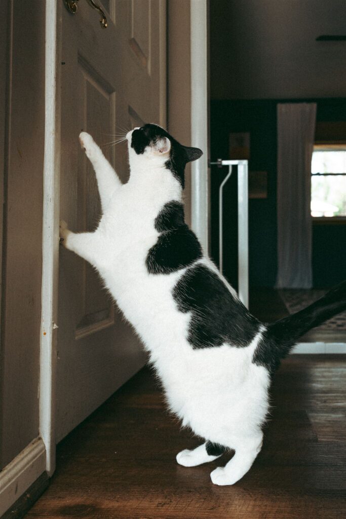 The family pet scratches at the door during an in-home photoshoot with a family photographer birmingham al